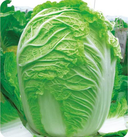 金秋喜农夫——白菜 金秋喜农夫——白菜
